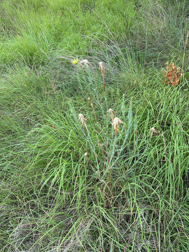 Wiesen-Bocksbart — Bild 5 von 10