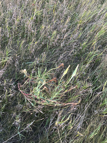 Wiesen-Bocksbart — Bild 4 von 10