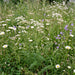 Wiesen-Kümmel (Carum carvi) in Blüte im naturnahen Garten (KI-generiert)
