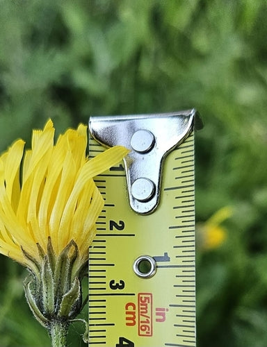 Wiesen-Pippau — Bild 5 von 12