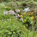 Wiesen-Schaumkraut (Cardamine pratensis) in Blüte im naturnahen Garten (KI-generiert)