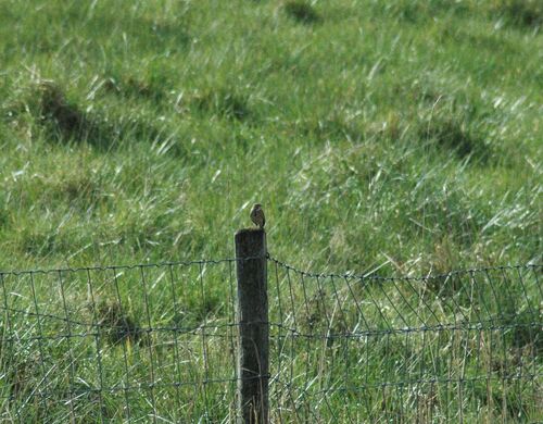 Wiesenpieper — Bild 3 von 10
