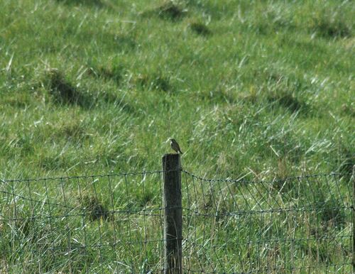 Wiesenpieper — Bild 4 von 10