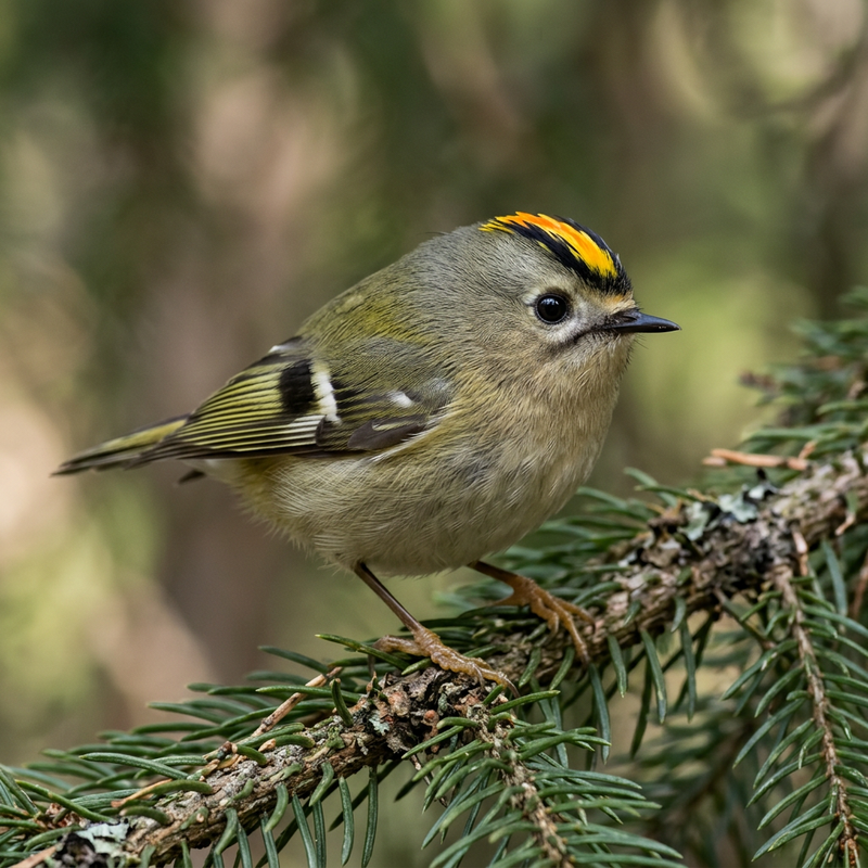 Wintergoldhähnchen (Regulus regulus), KI-Illustration