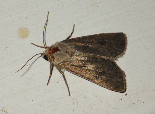 Wintersaateule — Bild 5