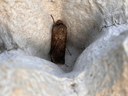 Wintersaateule — Bild 4