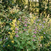 Wirbeldost (Clinopodium vulgare) in Blüte im naturnahen Garten (KI-generiert)