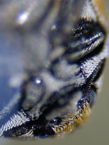 Wollkrautblütenkäfer - Bild 2