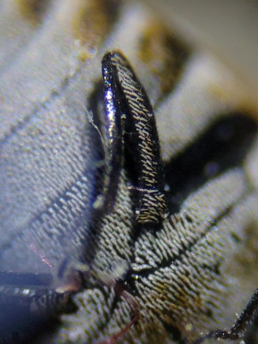 Wollkrautblütenkäfer - Bild 3