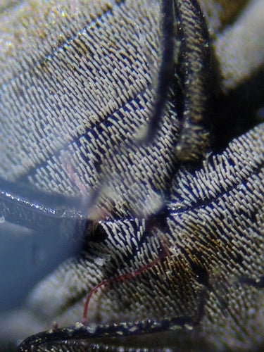 Wollkrautblütenkäfer - Bild 6