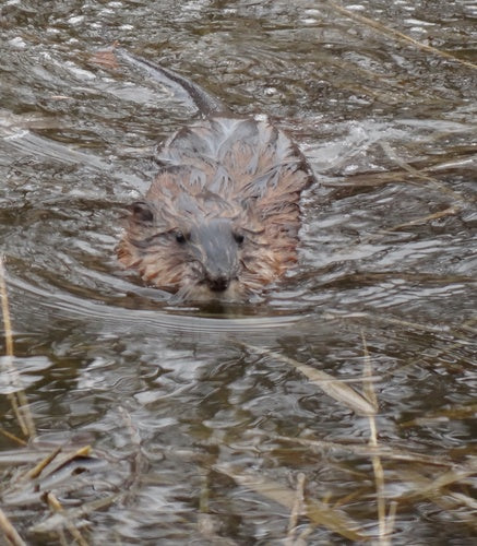 Wühlmäuse — Bild 3