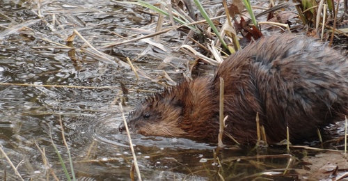 Wühlmäuse — Bild 2