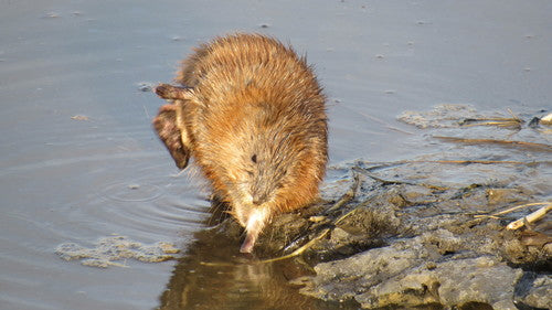 Wühlmäuse — Bild 5