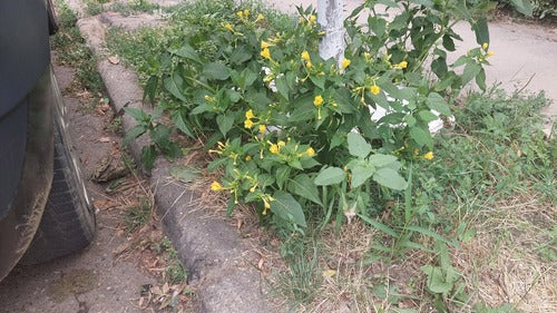 Wunderblume — Bild 5