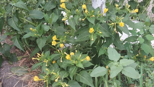 Wunderblume — Bild 3