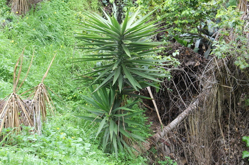 Yucca Palme — Bild 2