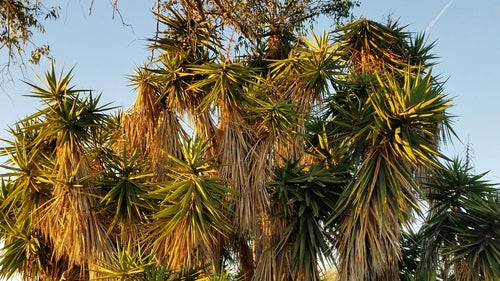 Yucca Palme — Bild 5