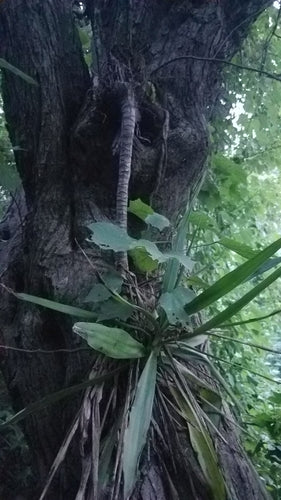 Yucca Palme — Bild 4