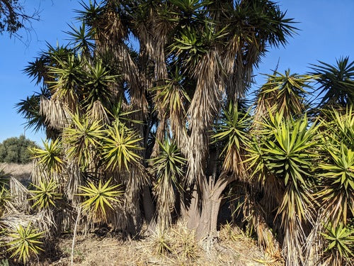 Yucca Palme — Bild 3