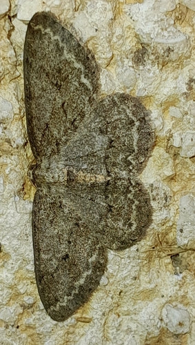 Zackenbindiger Rindenspanner — Bild 2
