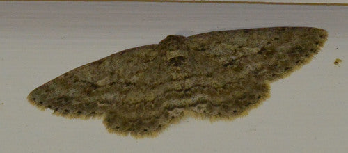 Zackenbindiger Rindenspanner — Bild 5