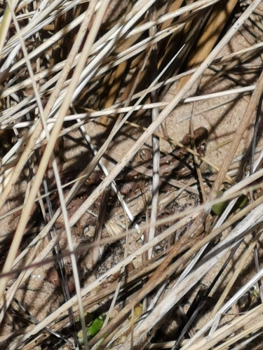 Zauneidechse — Bild 4