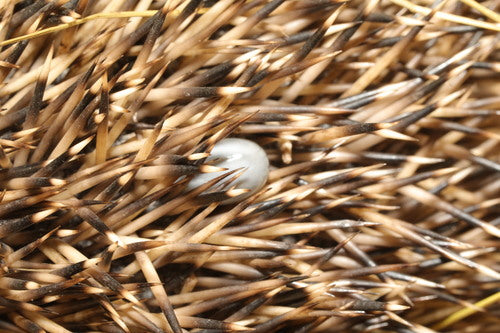Zecken — Bild 5