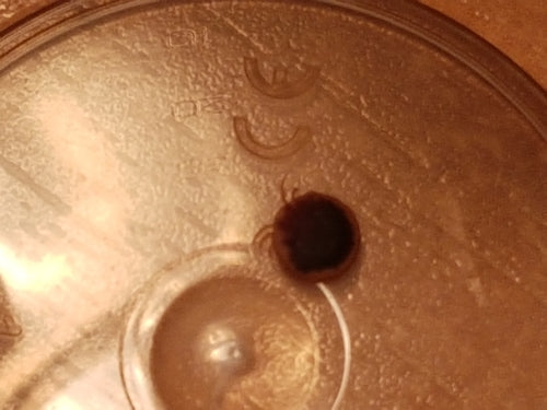 Zecken — Bild 5