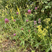 Zickzack-Klee (Trifolium medium) in Blüte im naturnahen Garten (KI-generiert)