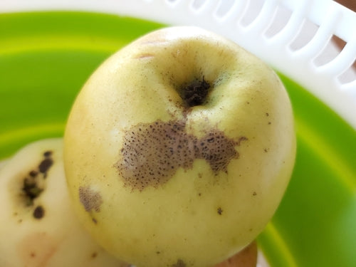 Zierapfel — Bild 5