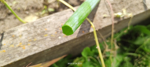 Naturaufnahme - Bild 3