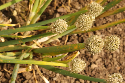 Naturaufnahme - Bild 6