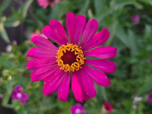 Zinnien - Bild 7