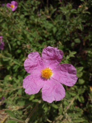 Zistrose — Bild 1