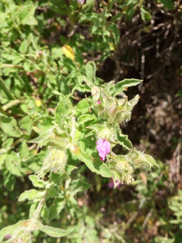 Zistrose — Bild 2