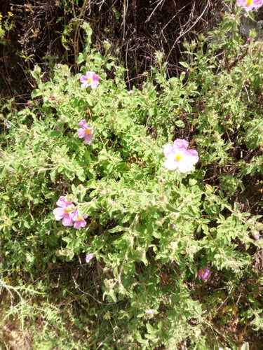 Zistrose — Bild 4