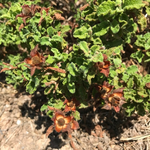Zistrose — Bild 2