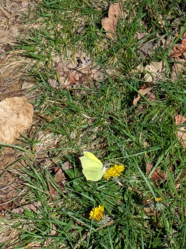Zitronenfalter — Bild 3