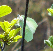 Zitronenfalter — Bild 4