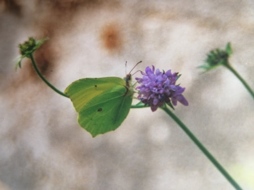 Zitronenfalter — Bild 5