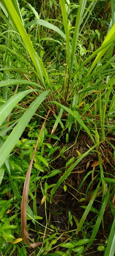 Zitronengras — Bild 2