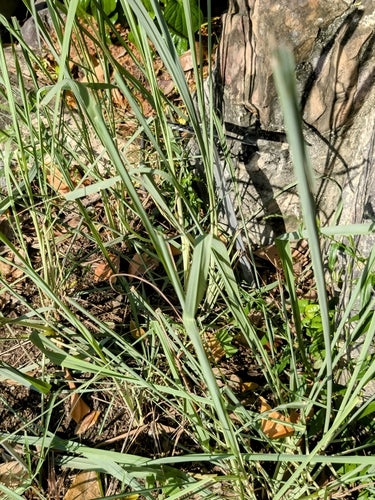 Zitronengras — Bild 1