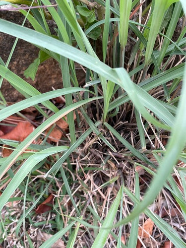 Zitronengras — Bild 5