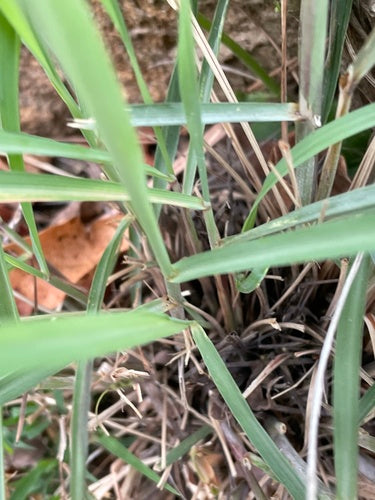 Zitronengras - Bild 6