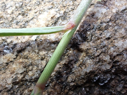 Zitronengras — Bild 6