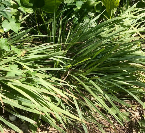 Zitronengras - Bild 8