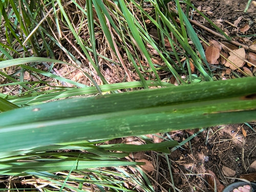 Zitronengras — Bild 4