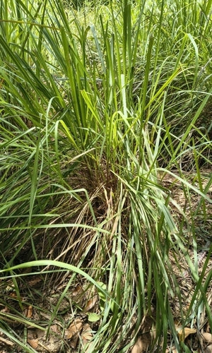 Zitronengras — Bild 3