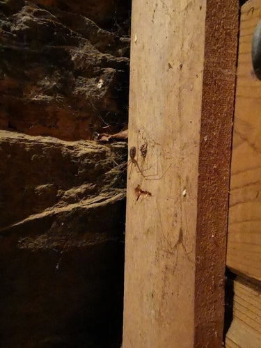 Zitterspinne - Bild 2