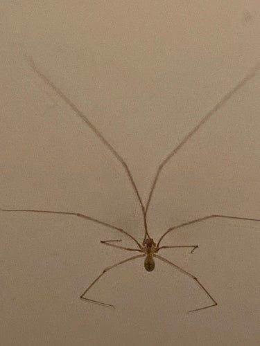 Zitterspinne - Bild 4